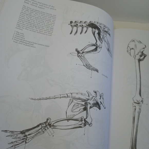 Cyclopedia Anatomicae. Anatomy's Book. Science book. Human Anatomy. Animal - Picture 15 of 16